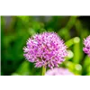 bellaflora Gartencenter GmbH