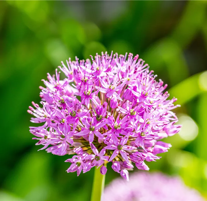 Garten-Kugel-Lauch 'Purple Sensation'