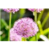 bellaflora Gartencenter GmbH
