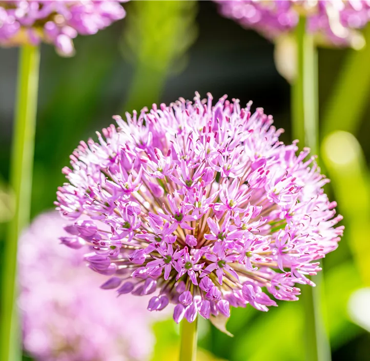 Garten-Kugel-Lauch 'Purple Sensation'