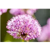 bellaflora Gartencenter GmbH