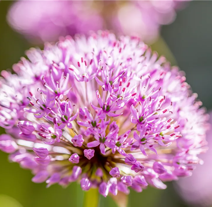 Garten-Kugel-Lauch 'Purple Sensation'