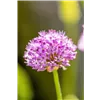 bellaflora Gartencenter GmbH