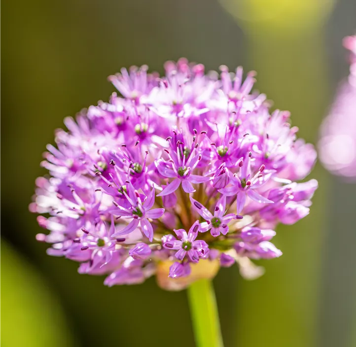 Garten-Kugel-Lauch 'Purple Sensation'