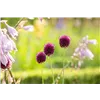 bellaflora Gartencenter GmbH