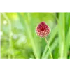 bellaflora Gartencenter GmbH