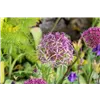 bellaflora Gartencenter GmbH