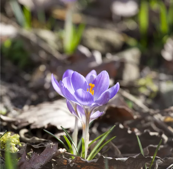 Garten-Krokus