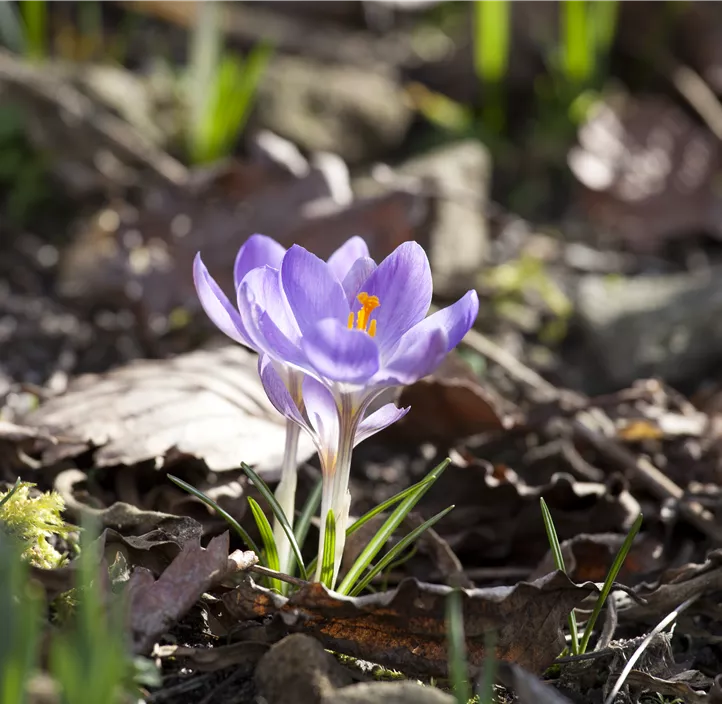 Garten-Krokus
