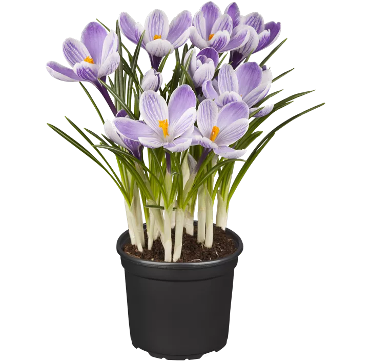 Garten-Krokus