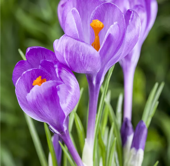 Garten-Krokus