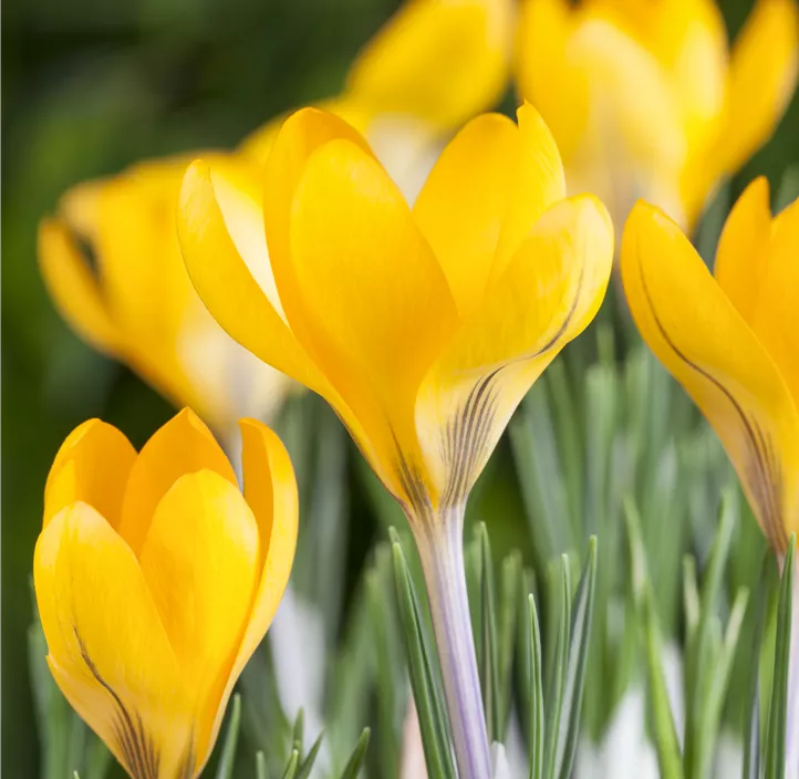 Garten-Krokus