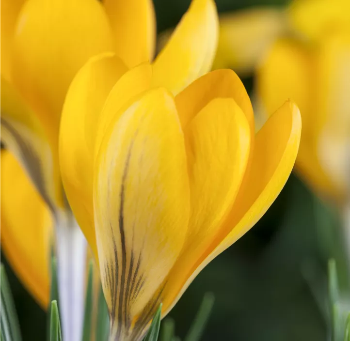 Garten-Krokus