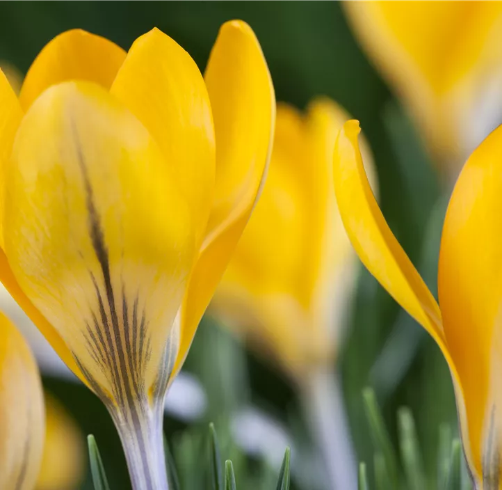 Garten-Krokus