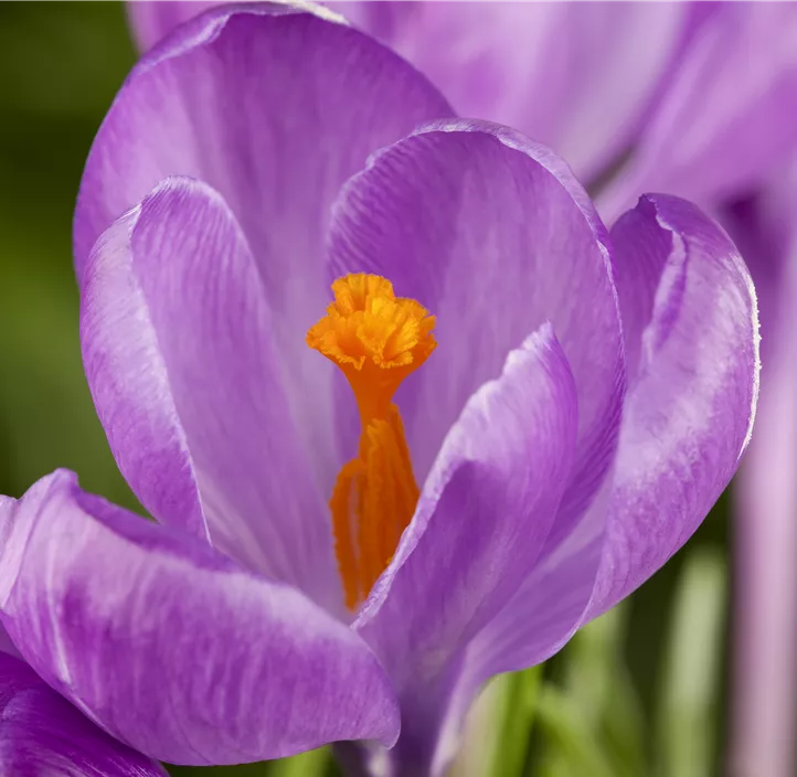 Garten-Krokus