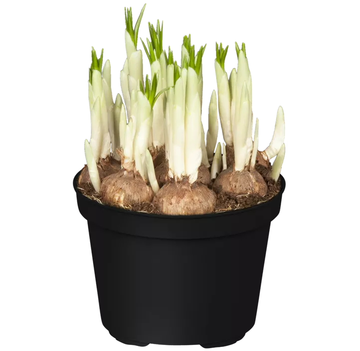 Frühlings-Krokus 'Jeanne d´Arc'