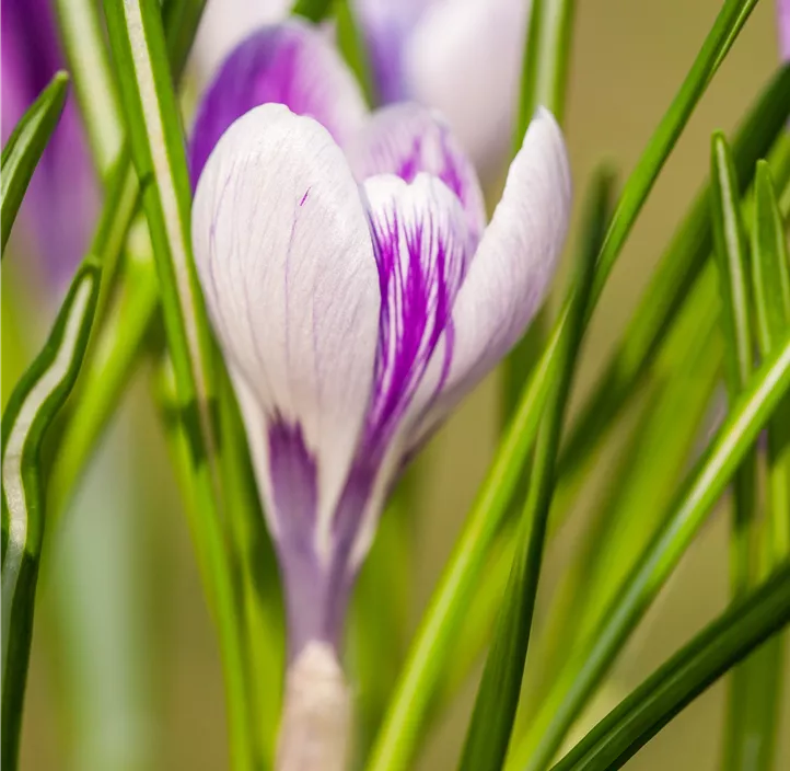 Frühlings-Krokus 'King of the Striped'