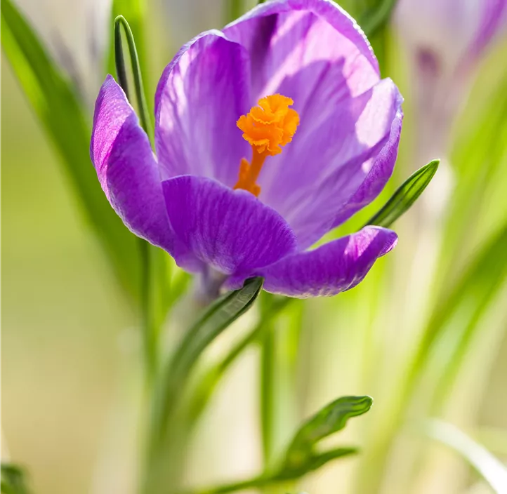 Frühlings-Krokus 'King of the Striped'