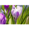bellaflora Gartencenter GmbH