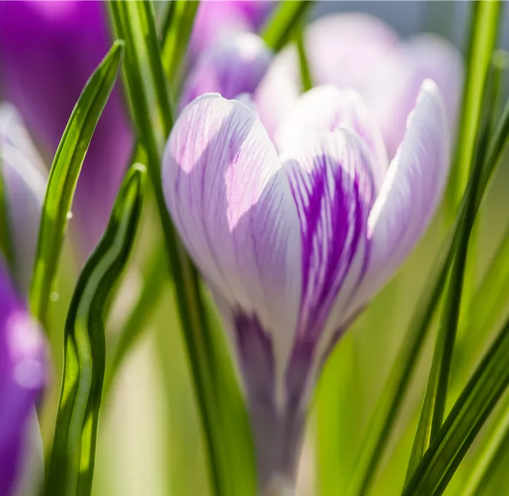 Frühlings-Krokus 'King of the Striped'