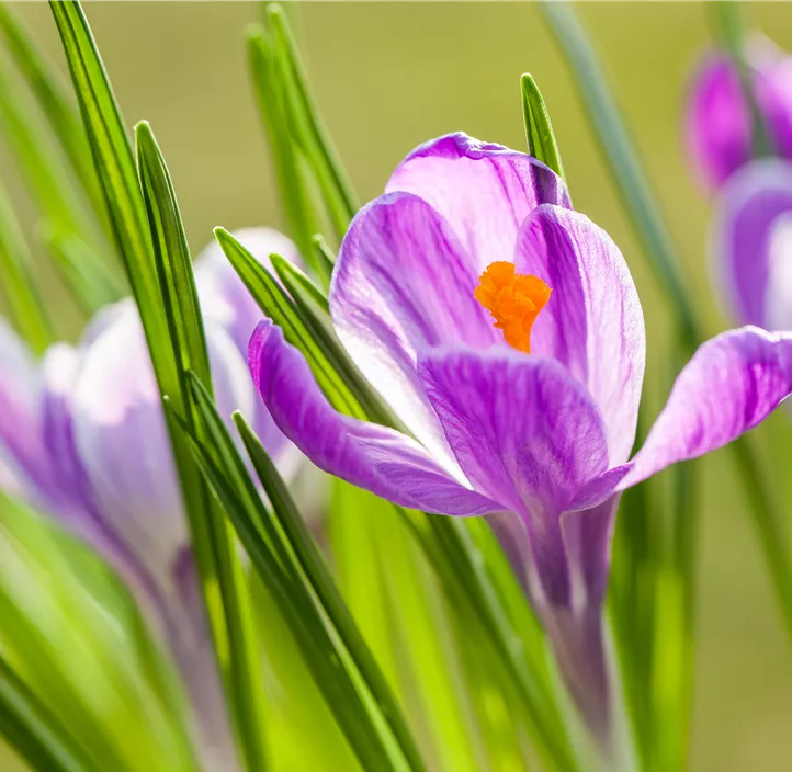 Frühlings-Krokus 'King of the Striped'