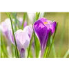 bellaflora Gartencenter GmbH