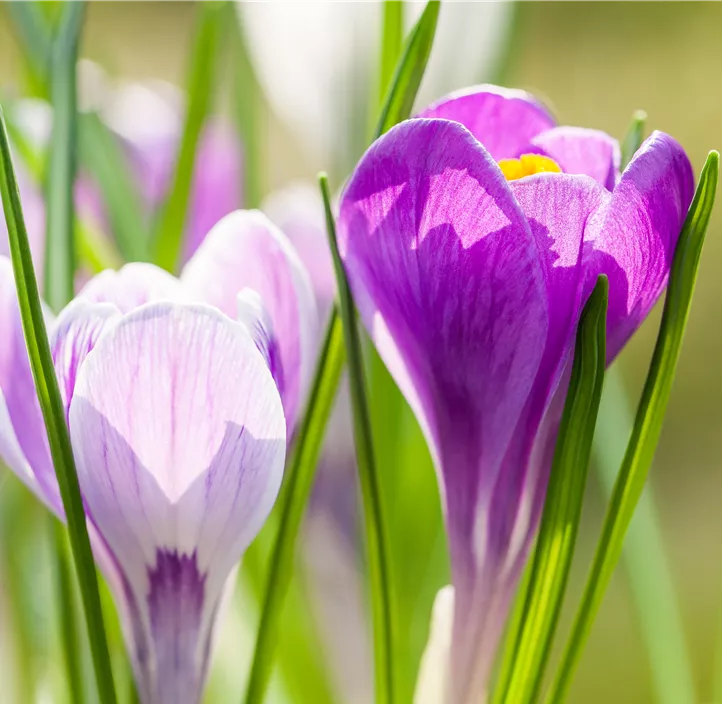 Frühlings-Krokus 'King of the Striped'