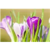 bellaflora Gartencenter GmbH