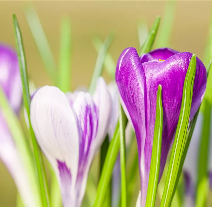 Frühlings-Krokus 'King of the Striped'