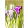 bellaflora Gartencenter GmbH
