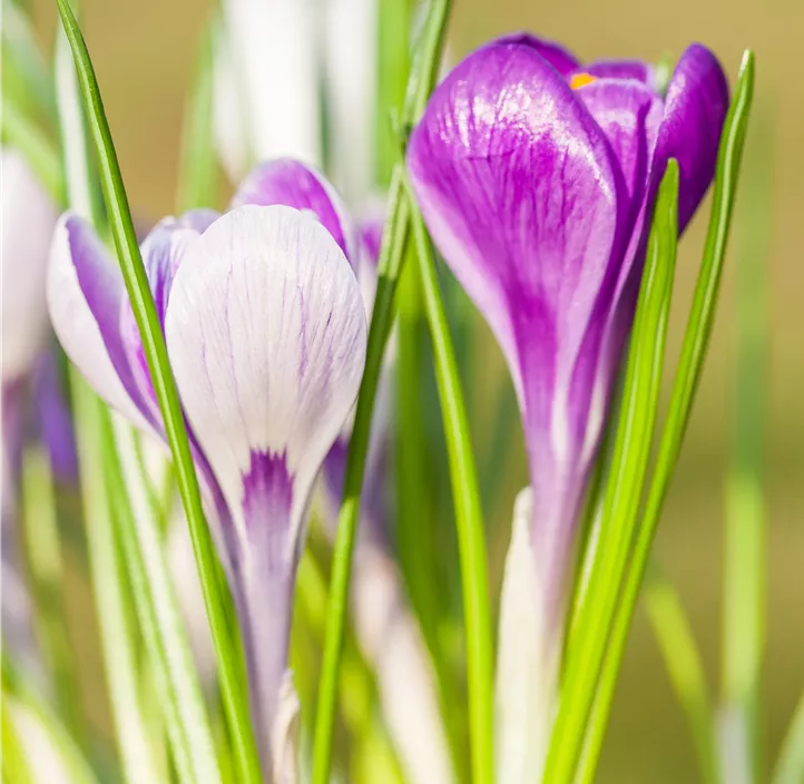 Frühlings-Krokus 'King of the Striped'