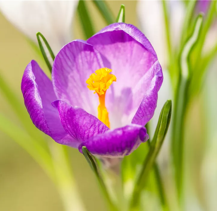 Frühlings-Krokus 'King of the Striped'
