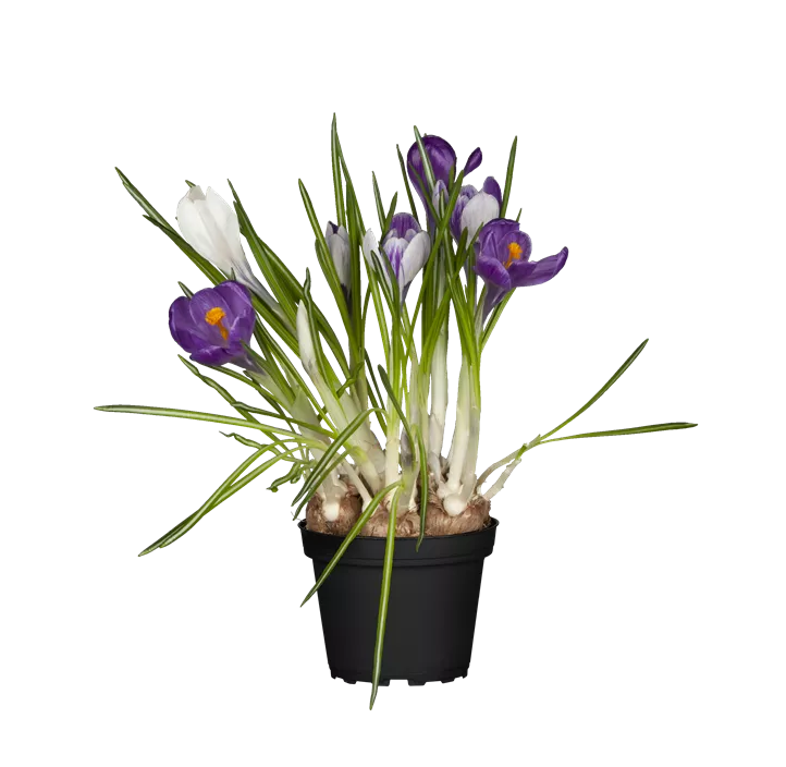Frühlings-Krokus 'King of the Striped'