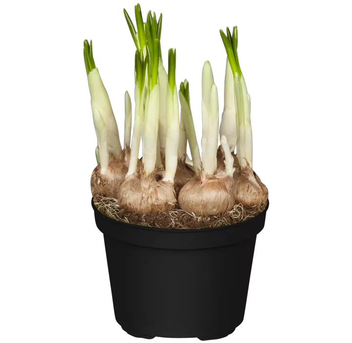 Frühlings-Krokus 'King of the Striped'