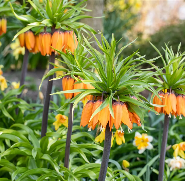 Kaiserkrone 'Aurora'