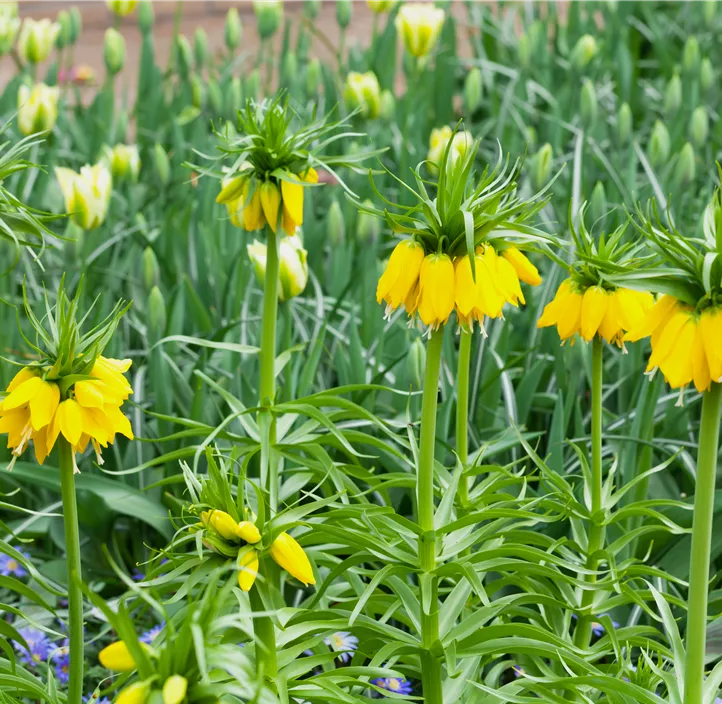 Kaiserkrone 'Lutea'