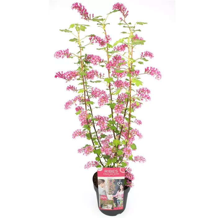 Zier-Johannisbeere 'Amore'®