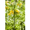 bellaflora Gartencenter GmbH