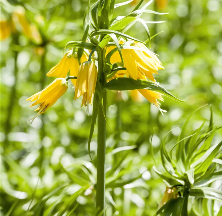 Kaiserkrone 'Lutea'