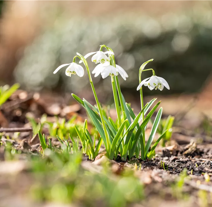 Kleines Schneeglöckchen 'Flore Pleno'