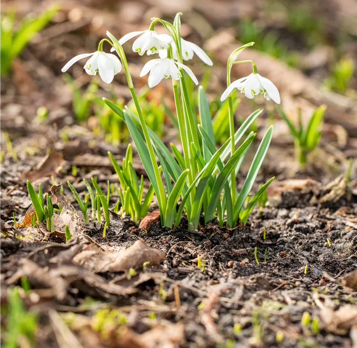 Kleines Schneeglöckchen 'Flore Pleno'