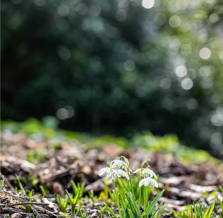 Kleines Schneeglöckchen 'Flore Pleno'