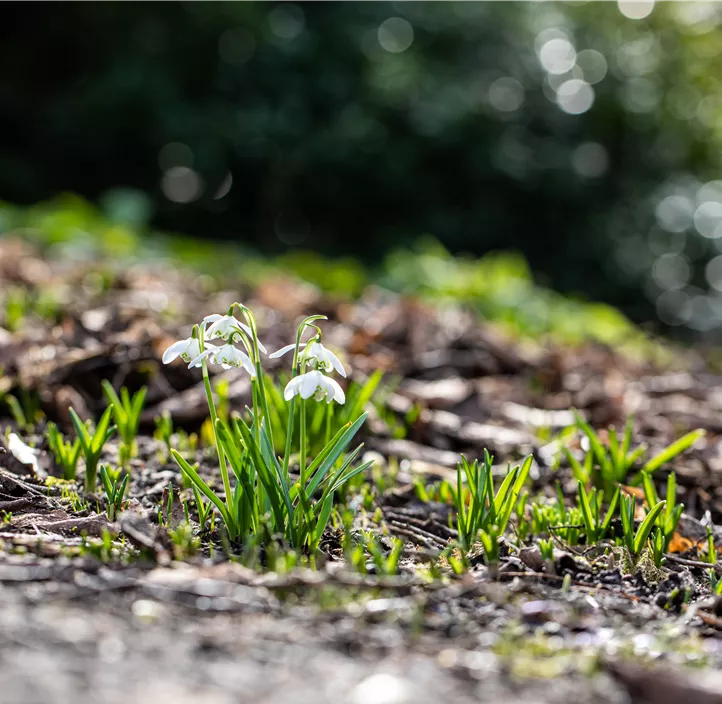 Kleines Schneeglöckchen 'Flore Pleno'