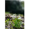bellaflora Gartencenter GmbH
