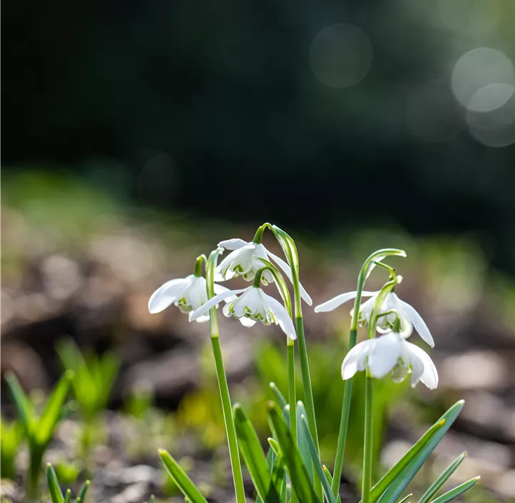 Kleines Schneeglöckchen 'Flore Pleno'