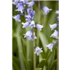bellaflora Gartencenter GmbH
