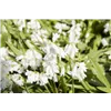 bellaflora Gartencenter GmbH