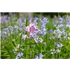 bellaflora Gartencenter GmbH