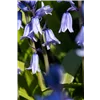 bellaflora Gartencenter GmbH