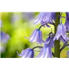 bellaflora Gartencenter GmbH